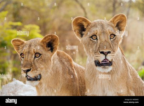 African Lion (Panthera leo) juveniles, Fathala Wildlife Reserve, Senegal Stock Photo - Alamy