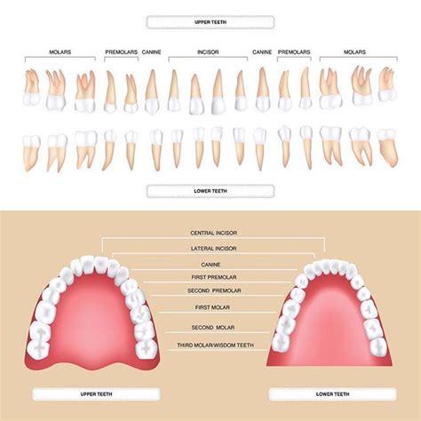 Youve probably noticed that your teeth arent all the same shape but do you know the reason? Read ...