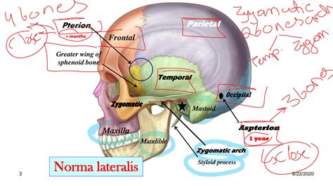 SOLUTION: Skull norma lateralis mandible temporalinfratemporal fossae - Studypool