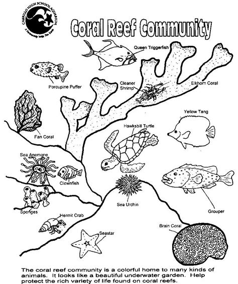 Prentice Hall 9-3 Cnidarians: SmithLifeScience | Coral reef art, Ocean habitat, Coral reef ecosystem