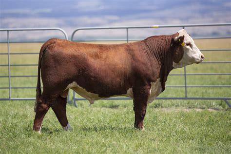 Hereford Bulls For Sale | Hereford Bull Sale - Ehlke Herefords