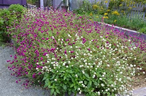 Gomphrena (Globe Amaranth) For Summer Easy Color | What Grows There ...