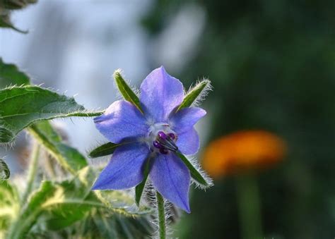 What Is a Borage Flower? - PlantSnap