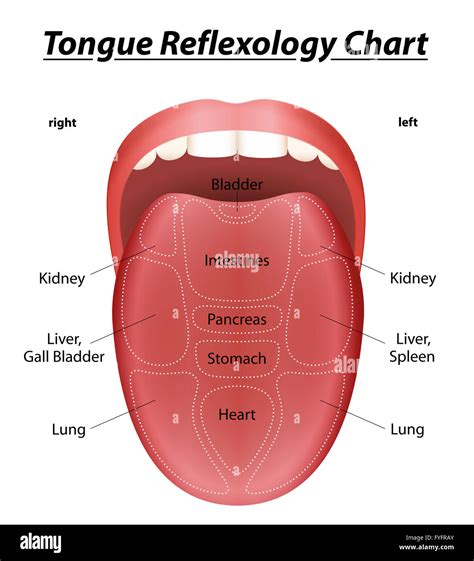 Tongue reflexology chart with description of the corresponding internal organs. Illustration on ...