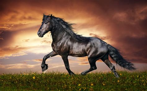 Free photo: Beautiful horse - Animal, Horse, Saddle - Free Download - Jooinn