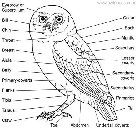 Pin by Lana Badeaux on owls | Owl, Owls drawing, Owl pictures