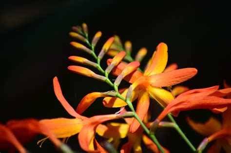 Montbretia Flowers Crocosmia - Free photo on Pixabay - Pixabay