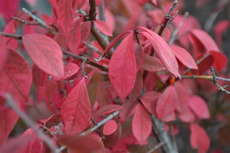 Dwarf Burning Bush is a great deciduous shrub for fall color.