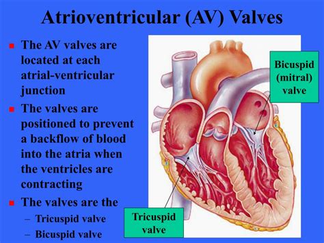 Left Atrioventricular Valve, Atrioventricular Canal Defect - CHOC Children's : Forty cases of ...