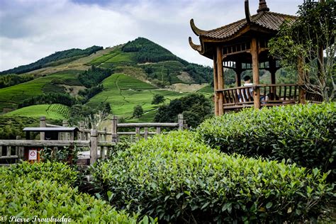 All the Tea in China: A Ride to the Tea Plantations of Jianou - Pierre Trowbridge