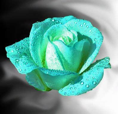 Teal Rose by LadyVixen911 on deviantART | Beautiful rose flowers, Beautiful roses, Rose