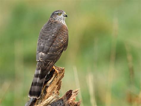 Female Sparrowhawks (Male vs Female: Identification Guide) | Birdfact