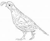 California Quails Coloring Page  Free Printable Pages For Kids sketch template