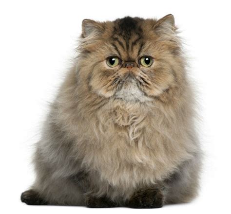 Persian Cat Breed Information and Photos | ThriftyFun