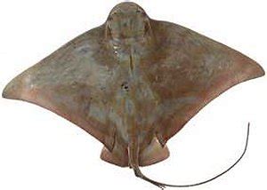 BUTTERFLY STINGRAY | SKATE Photos, Info, Catch, Cook, Buy