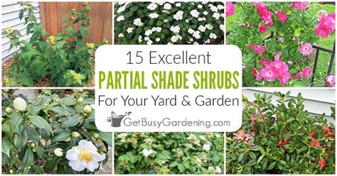 15 Partial Shade Shrubs For Your Yard Or Garden