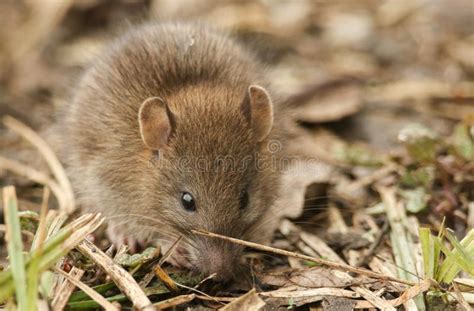 Wilde Ratte stockbild. Bild von recht, nett, ratte, gras - 34281409