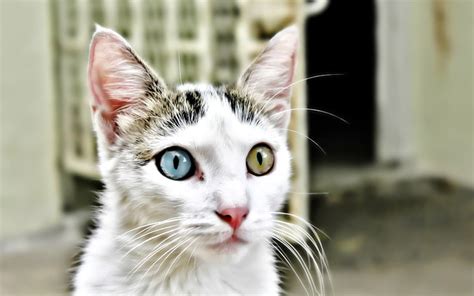 Heterochromia Eyes Cat