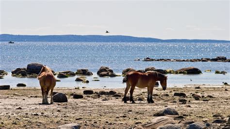 Are Wild Horses Dangerous? Will They Attack?