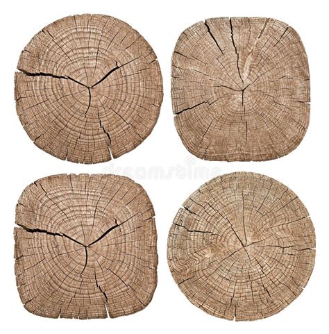 Cross Section of Tree Trunk Stock Image - Image of circle, bark: 102374343