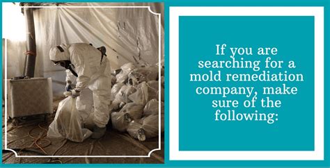 What To Look For In Mold Remediation Companies | Service Master Steamboat Springs