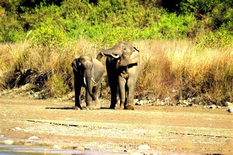 wildlife in rajaji national park - Uttarakhand Photos