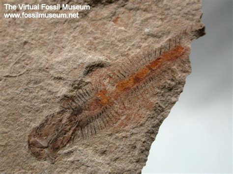 Worm Fossil