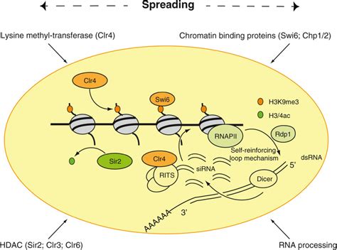 Schematic representation of constitutive heterochromatin formation in...