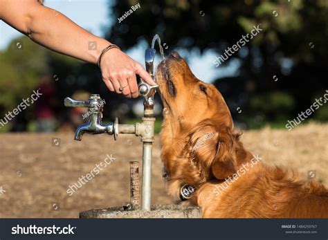 Dog drinking fountain Images, Stock Photos & Vectors | Shutterstock