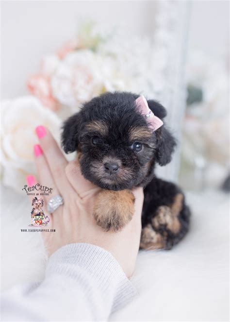 phantom-toy-poodle-puppy-for-sale-teacup-puppies-276-a | Teacup Puppies ...