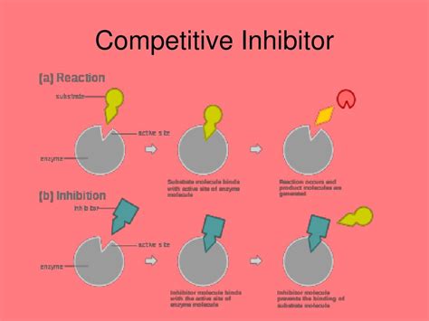 PPT - Enzymes PowerPoint Presentation, free download - ID:148748