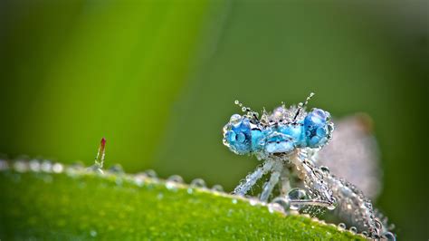 macro, Water drops HD Wallpapers / Desktop and Mobile Images & Photos