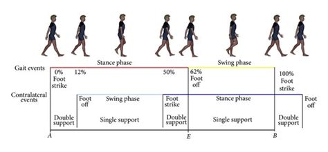 The gait cycle. A schematic representation of gait cycle with stance ...