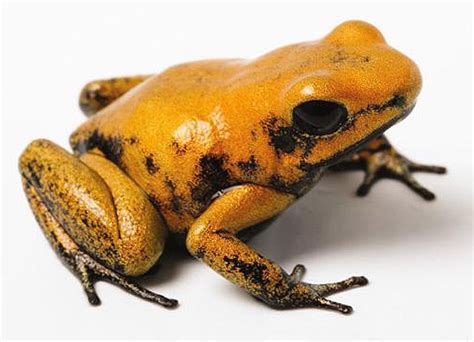 Golden Poison Dart Frog | Online Learning Center | Aquarium of the Pacific