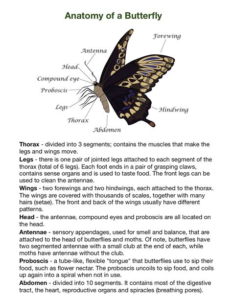 butterfly-anatomy - Meigs Point Nature Center