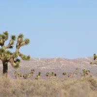 Edible Mojave Desert Plants | eHow