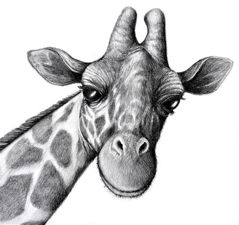 Animal Drawings Realistic at PaintingValley.com | Explore collection of ...