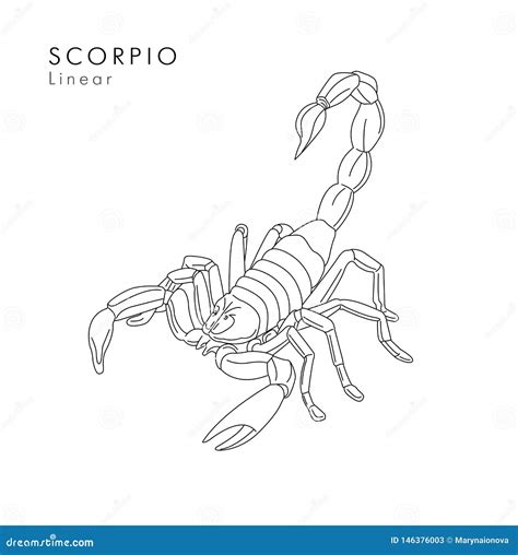 Scorpion Linear Illustration or Tattoo Sketch Hand Drawn Stock Vector ...