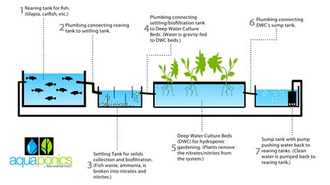 Aquaponics vs. Hydroponics vs. Ecoponics | Aquaponics and Hydroponics