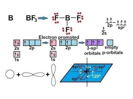 Explain the formation of the BF3 molecule using hybridisation.