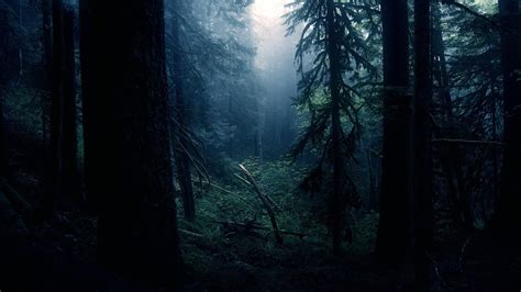 Beautiful Dark Forest Wallpapers - 4k, HD Beautiful Dark Forest Backgrounds on WallpaperBat