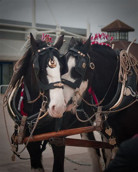 Shire Horse Society Spring Show - 20th March 2010-40 | Horses, Shire ...