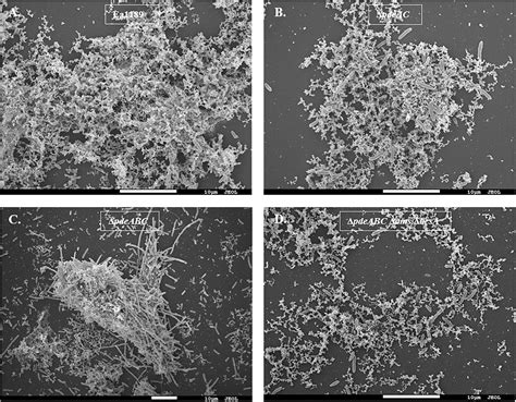 Frontiers | Physiological and Microscopic Characterization of Cyclic-di-GMP-Mediated ...