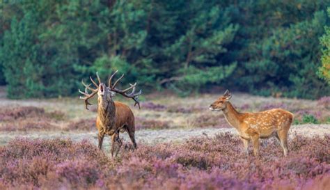 Veluwe - Holland.com