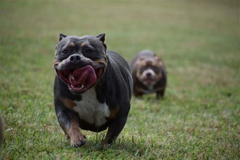 POCKET BULLY EXERCISE & TRAINING | SUNDAYS AT THE PARK | Venomline ...