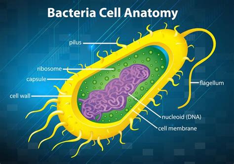 bacteria cell diagram without labels