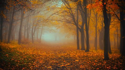 Download wallpaper 3840x2160 forest, fog, autumn, foliage 4k uhd 16:9 ...