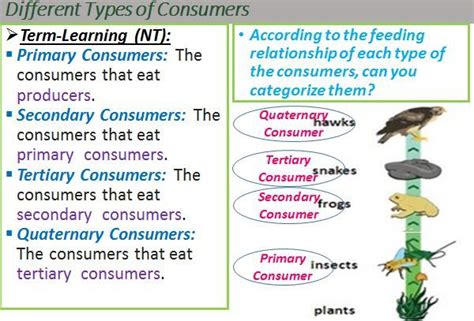 #Ecology#The categories of consumers-2 | Primary consumer, Consumers ...