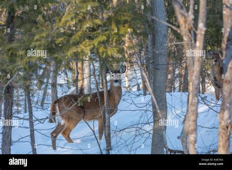 Deer Winter Scene Stock Photo - Alamy