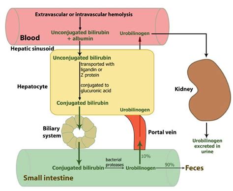 Bilirubin. This pigmented (yellow) waste chemical comes from the normal ...